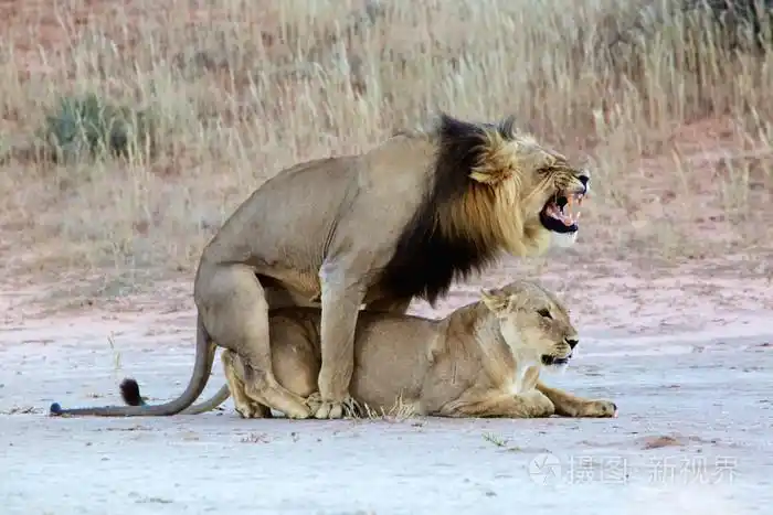 狮子交配在卡拉哈迪