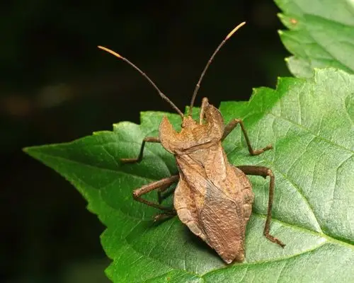 如在《诗经 尔雅》里面称蟑螂为负盘,蜚盘虫,香娘子.