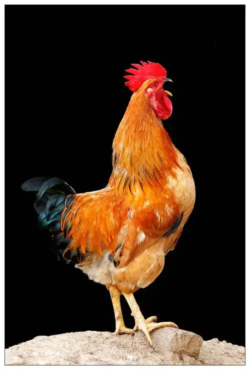 雄鸡一唱天下白