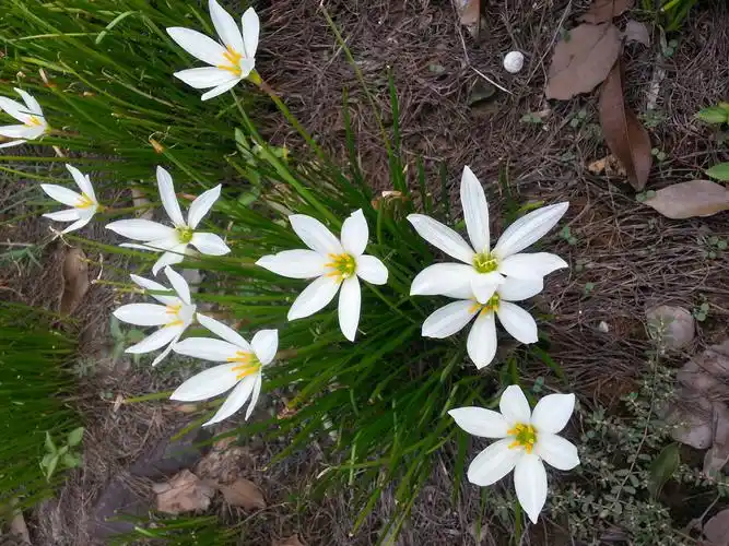 样子长得像韭菜.一般公园.路边绿化很多的.