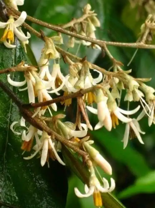 安息香树是一种什么样的植物?
