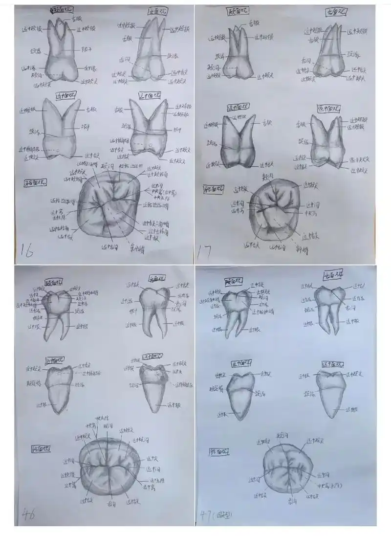 【牙体素描】磨牙.#口腔医学 #牙医 #口腔医生 #口腔医学 - 抖音