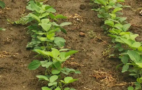 黄豆除草应该选择哪种除草剂?