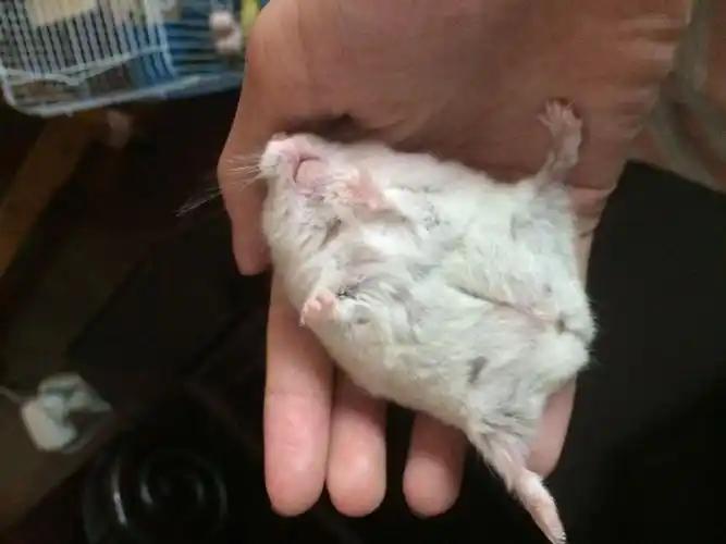 我的母仓鼠肚子两边摸起来有几块硬硬的东西,这是什么啊,而且她每天