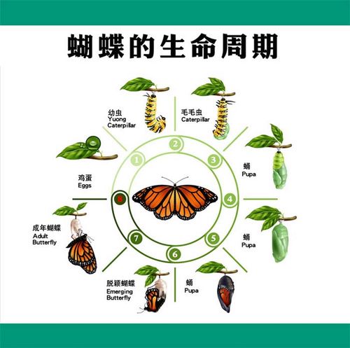 m769昆虫毛毛虫幼虫蝴蝶的生命周期循环结构图海报定印制展板2616