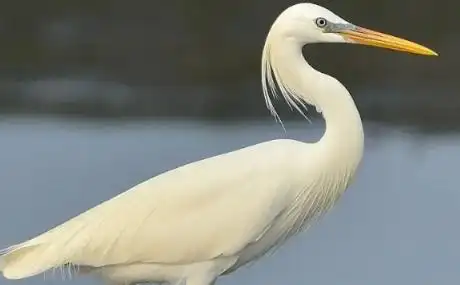 常见水鸟类图片带鸟名1