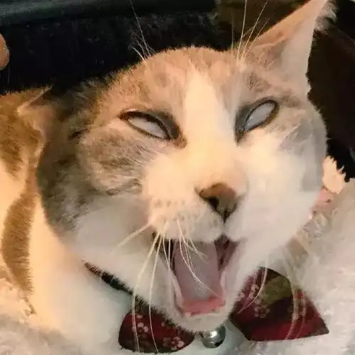 猫咪睡觉翻白眼忒丑?其实"白眼"是猫咪的瞬膜,作用可大着呢