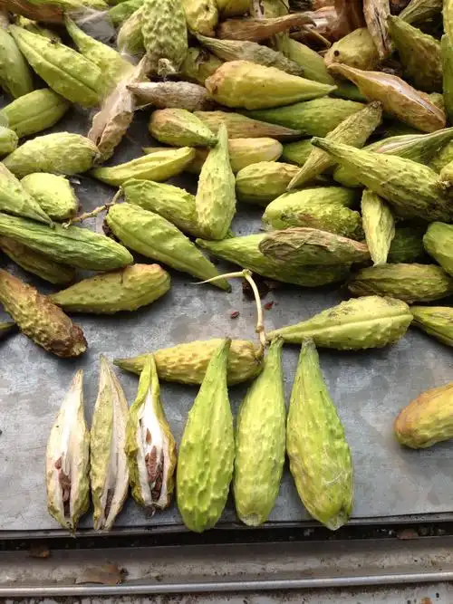 生活|     分类:花鸟鱼虫 请教下一种植物的学名叫什么,如下图的果实