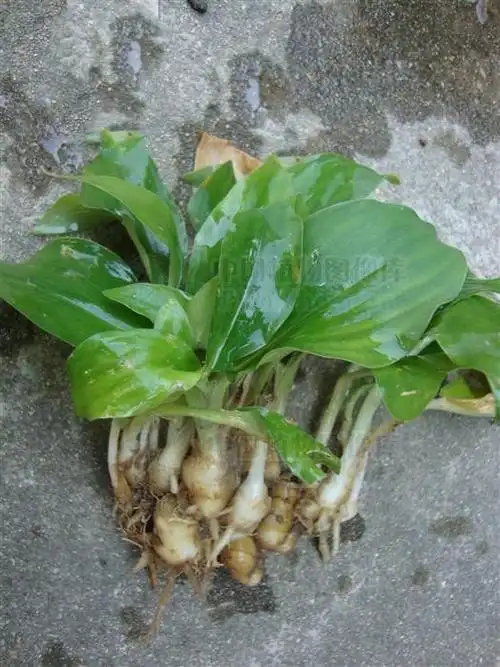 山柰,见过吗?能行气温中,消食,止痛