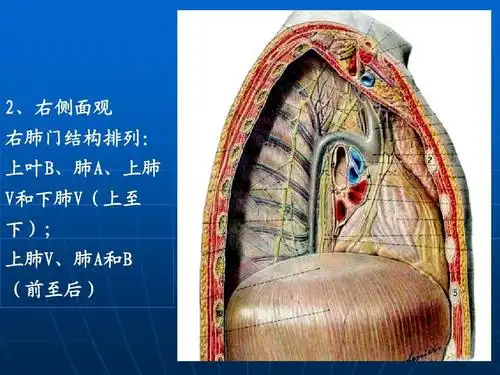 2,右侧面观 右肺门结构排列: 上叶b,肺a,上肺 v和下肺v(上至 下); 上