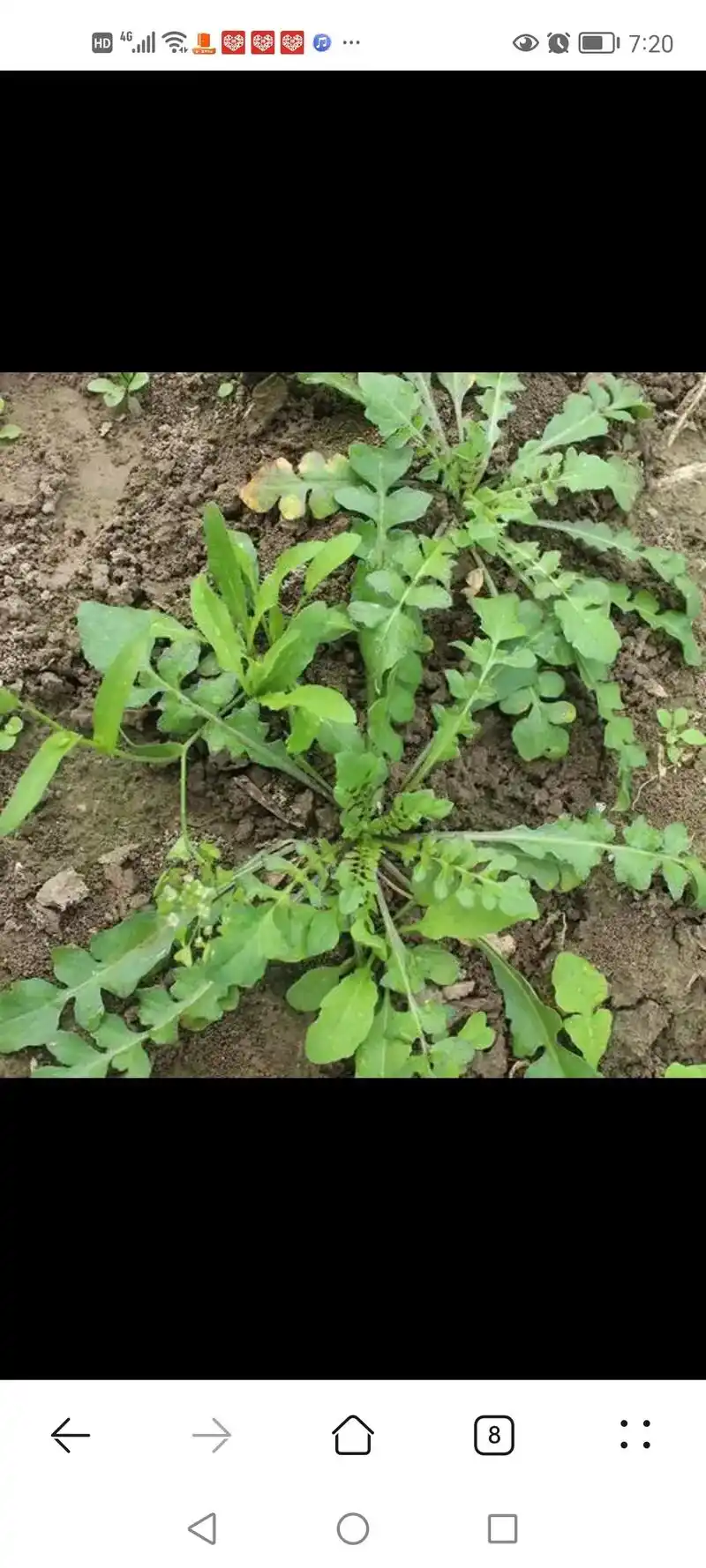 荠菜是一种凉性的野菜,食用后能够降低人体内的热气 - 抖音
