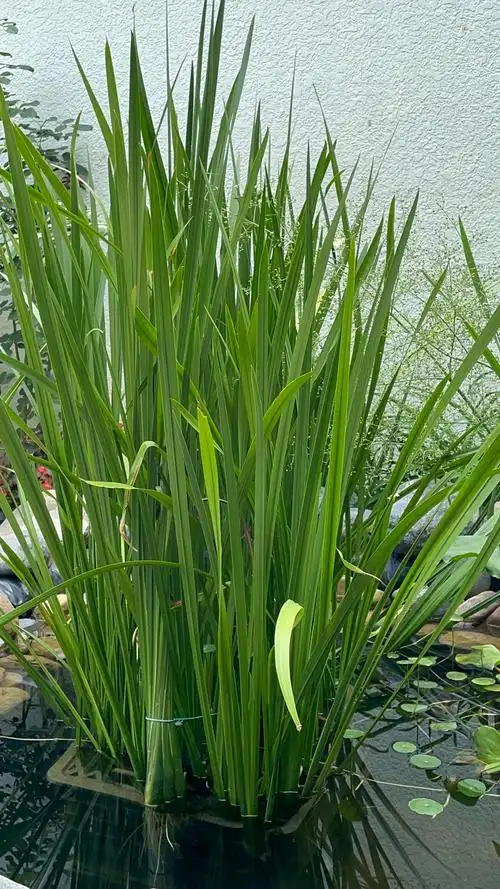 水菖蒲为多年生挺水植物,也有人叫它臭蒲,大菖蒲,一般生长在河塘边.