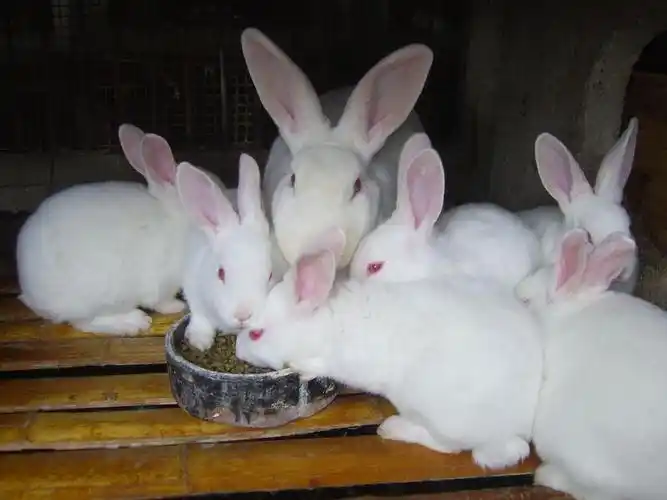 兔子市场需求量大,人工养殖却存在很多误区,主要有这4点