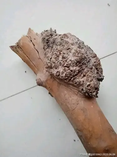 精美原生态树瘤