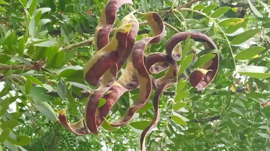 风干的皂角果实,原创视频__财经头条