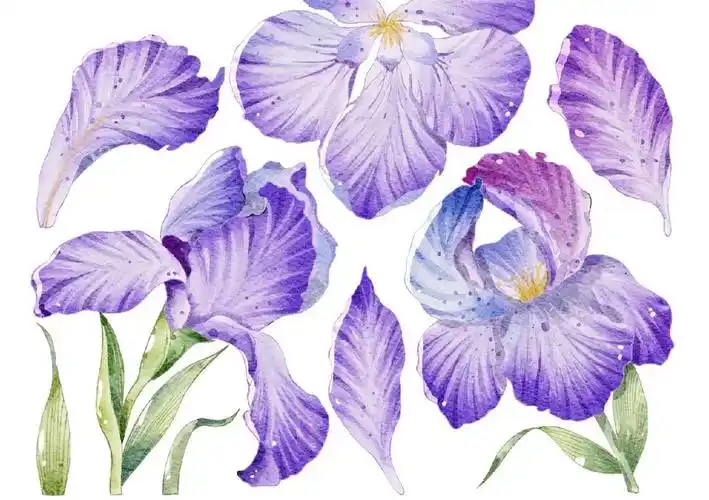 板绘练习鸢尾花