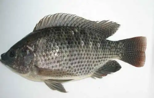 生鲜蔬菜 同城_【农家】罗非鱼1条(现杀/新鲜食材生鲜蔬菜/南宁同城3