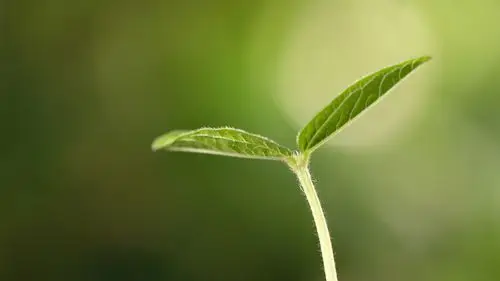 安卓(android)小清新 护眼壁纸 绿芽 绿色高清手机壁纸免费下载,安心