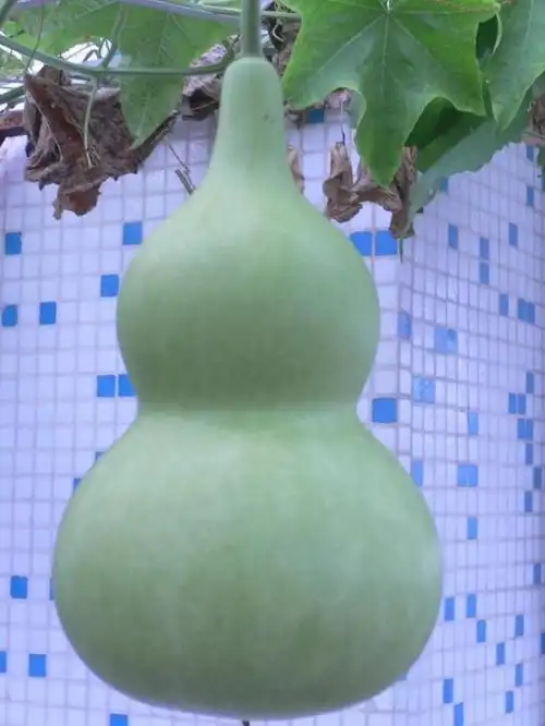 亚腰葫芦1·选准品种:瓢葫芦和大亚腰葫芦等因长势强,结果性差,果实大