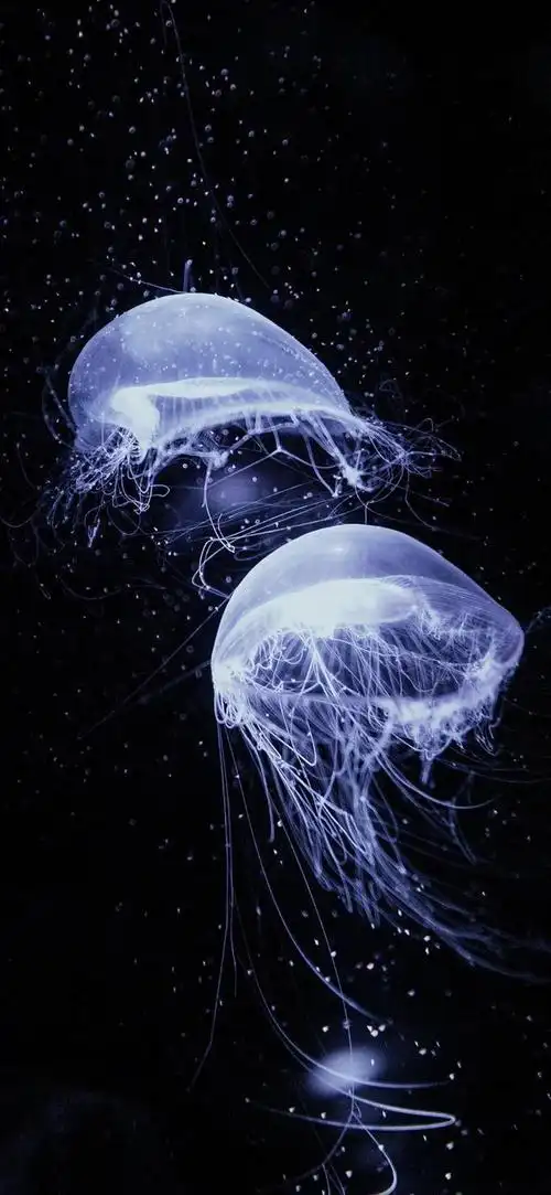 深海水母壁纸,水母像是从童话故事中走出来的生物,优雅而梦幻