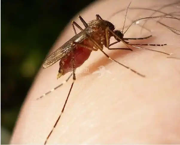 小心蚊子bc卫生局警告西尼罗病毒8月高发严重可致死