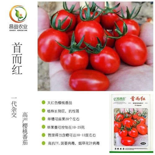 首尔红红色樱桃番茄种子 爱维农抗病毒大红千禧圣女果玲珑小番茄