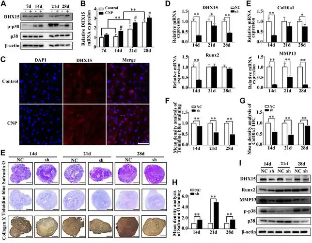 ceria nanoparticles enhance endochondral ossification–