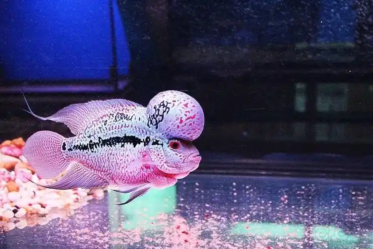 技术论坛如何饲养罗汉鱼的小常识