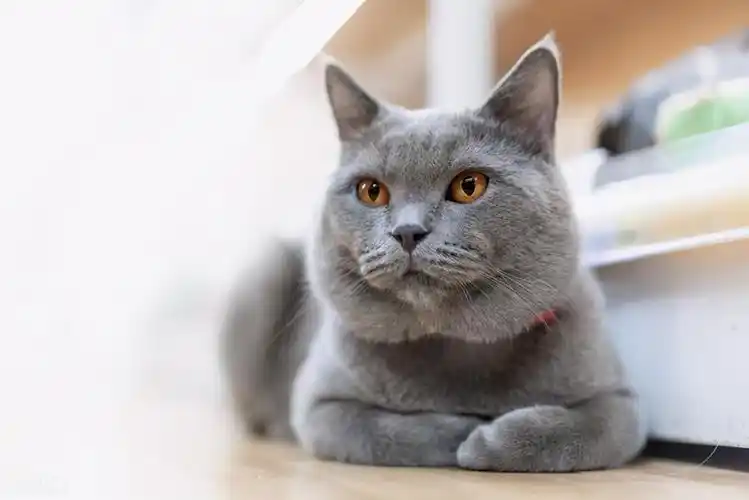 纯种英短猫多少钱一只英短到底应该怎么挑