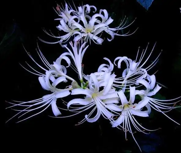 白色彼岸花的传说