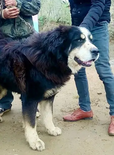 混血藏獒有想买的吗