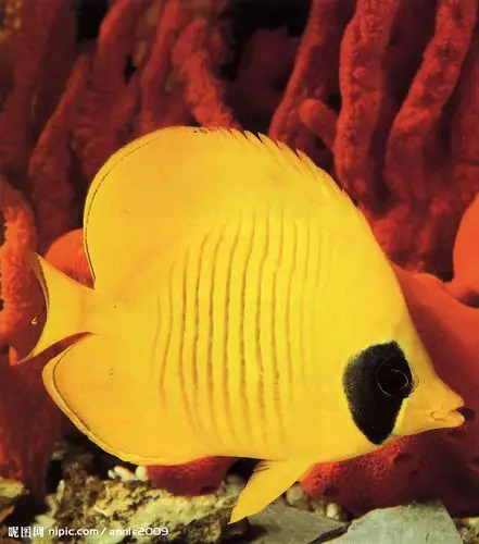 黄色小鱼图片