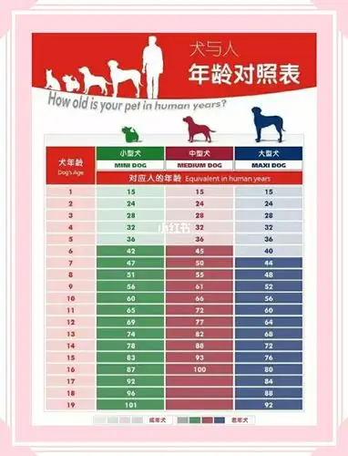 你家狗狗几岁71史上最全人犬年龄对照表