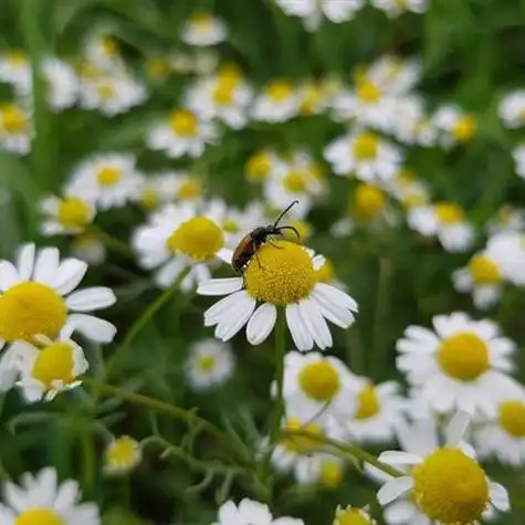 清新花朵头像娇俏可爱的洋甘菊白色的