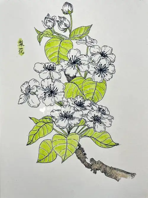 《自在飞花100种唯美手绘花卉线描技法》春—梨花#绘画  #黑白线描
