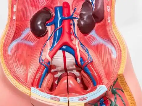 肝大脾大是什么原因导致的?老实说,多与这2大因素有关