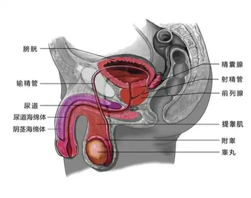 看到答案后,用笔记本电脑的人哭了……_睾丸