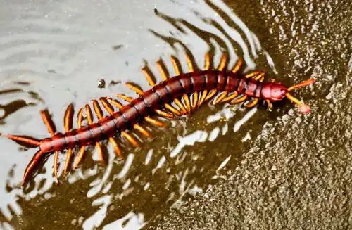 老周发现一只老蜈蚣!