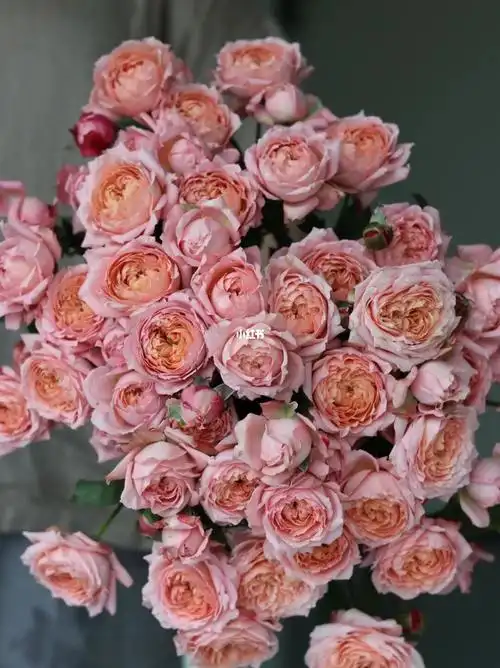 朱丽叶塔多头玫瑰奥斯汀花型#朱丽叶塔玫瑰  #多头玫瑰  #奥斯汀玫瑰