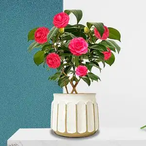 七巧茶花盆栽阳台庭院木本花卉植物带花苞净f化空气吸甲醛耐寒易