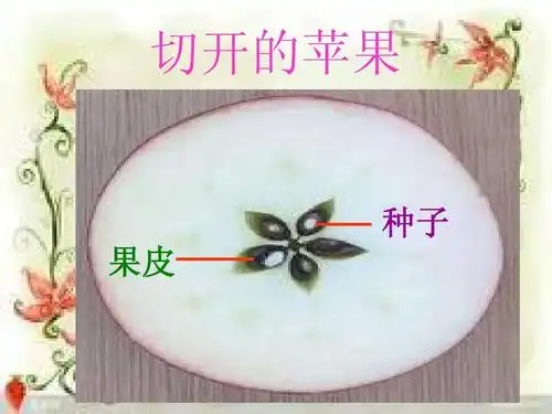 (大象版)小学三年级科学上册课件 果实累累的季节   切开的苹果 种子