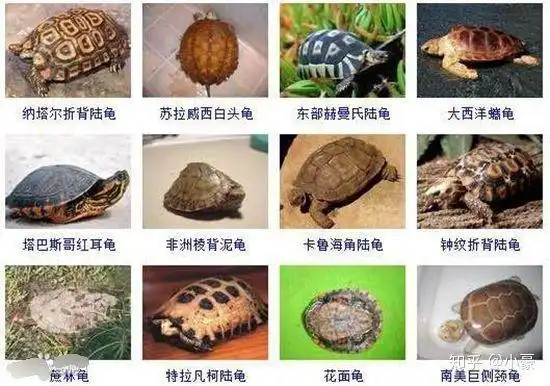 乌龟种类有多少种