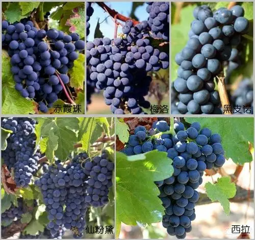 5大红葡萄品种的风味特征
