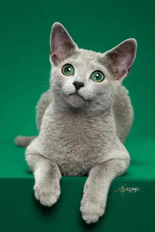 俄罗斯蓝猫|摄影|宠物摄影|amyworks赛猫摄影_原创作品-站酷zcool