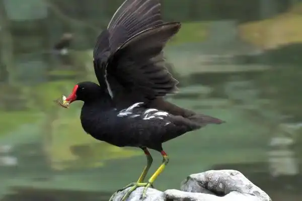 红冠水鸡是不是国家保护动物