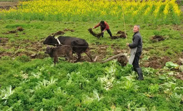 农村俗语"2龙治水,10人分饼,11牛耕地",有道理吗?_尚可名片