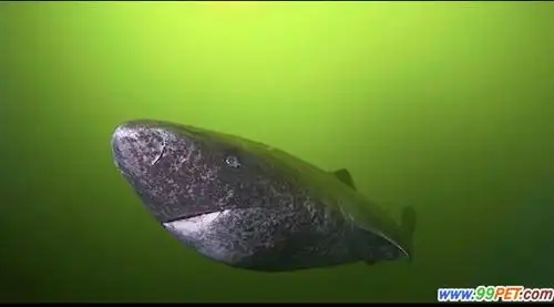 在此特盘点十大怪异鲨鱼.