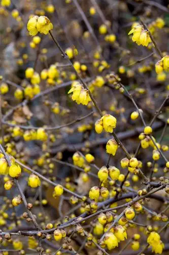 腊梅花开香幽幽 (共 8 p)