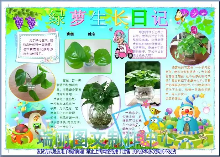 绿萝生长日记彩色电子小报模板植物成长观察笔记手抄报板报1378