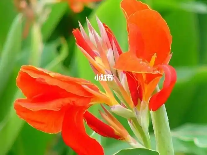 美人蕉的花语是美好的未来,佛教里说美人蕉是佛祖脚趾所流出的血所化